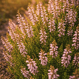 Вереск обыкновенный Pink Angie