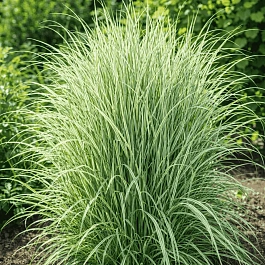 Вейник остроцветковый Overdam