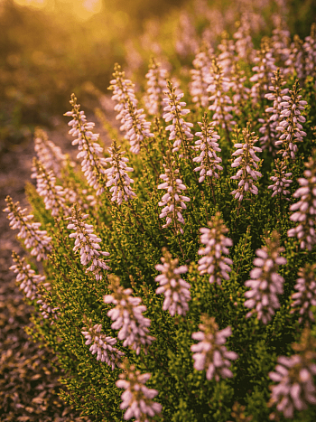 Вереск обыкновенный Pink Angie