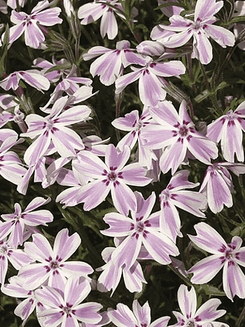 Флокс шиловидный Kimono