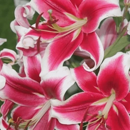 Лилия Flashpoint