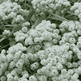 Анафалис трехжилковый Sommerschnee