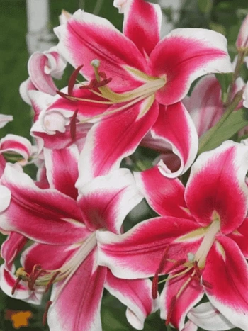 Лилия Flashpoint