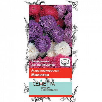 Астра низкорослая Малютка Астра низкорослая Малютка