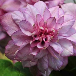 Клематис гибридный Innocent Glance