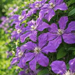 Клематис Solina