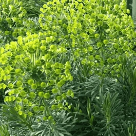 Молочай миндалевидный Robbie