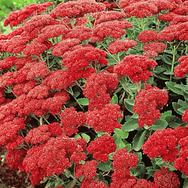 Очиток большой Munstead Dark Red