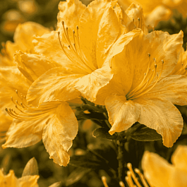 Азалия Windsor Sunbeam