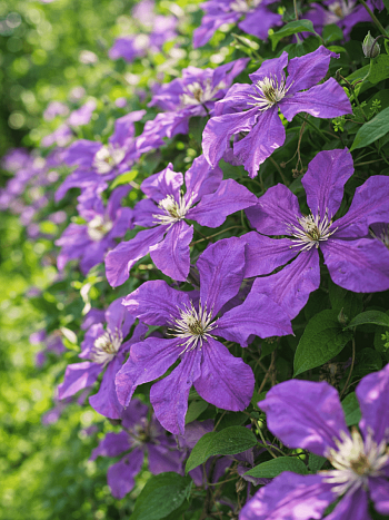 Клематис Solina