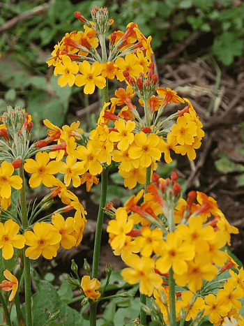 Примула Буллея