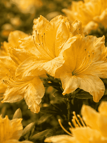 Азалия Windsor Sunbeam