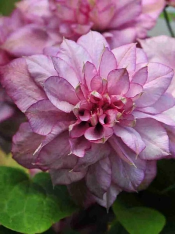 Клематис гибридный Innocent Glance