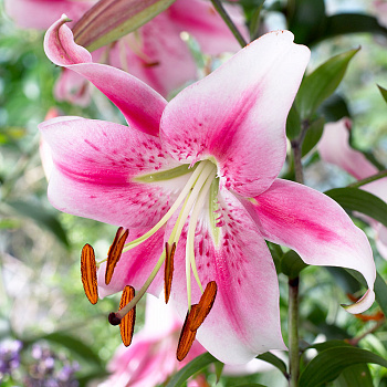 Лилия ОТ-гибрид Анастасия Лилия ОТ-гибрид Анастасия