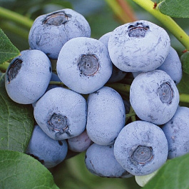 Голубика высокорослая Валор