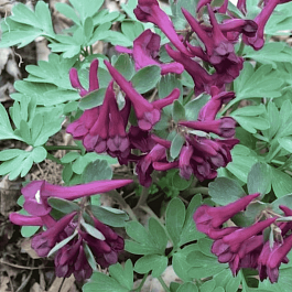 Хохлатка Purple Bird