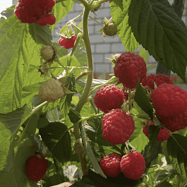 Малина обыкновенная Крепыш