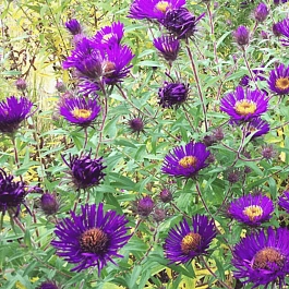 Астра ново-английская Marina Wolkonsky