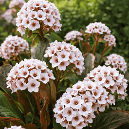 Бадан гибридный Dragonfly Angel Kiss