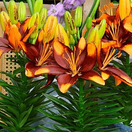 Лилия Tiny Lion