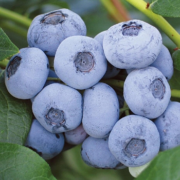 Голубика высокорослая Валор