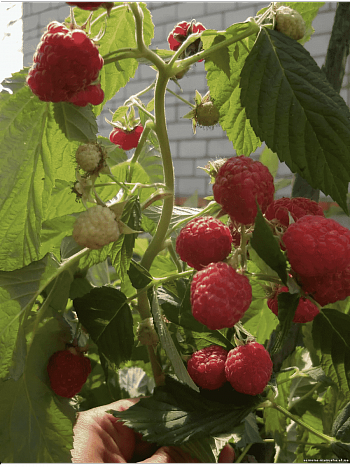 Малина обыкновенная Крепыш