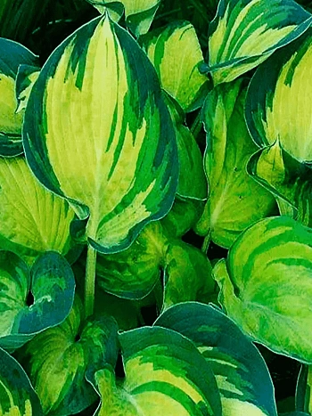 Хоста Beach Boy