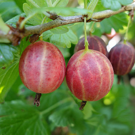 Крыжовник Уральский розовый