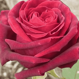 Роза чайно-гибридная Josephine Bruce