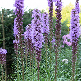 Лиатрис колосковый