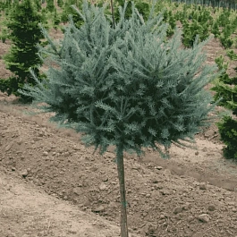Лиственница Кемпфера Wolterdingen штамб 140 см
