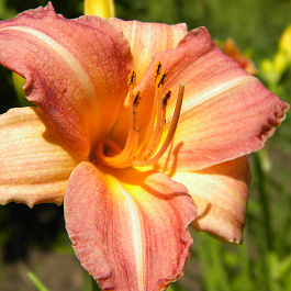 Лилейник гибридный Чилдренс Фестиваль