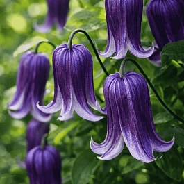 Клематис Rooguchi