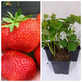 Земляника садовая Элианни НАБОР 3ШТ Земляника садовая Элианни НАБОР 3ШТ