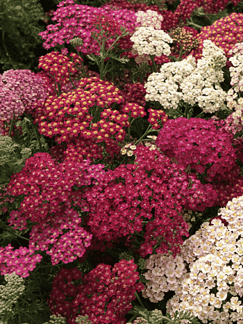 Тысячелистник Flowerburst Red Shade