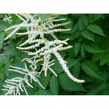 Волжанка этузифолиус