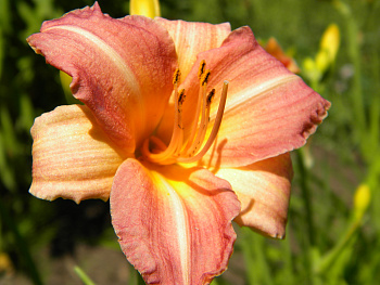 Лилейник гибридный Чилдренс Фестиваль