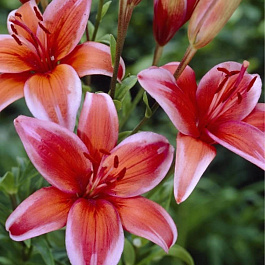 Лилия азиатская Ред Электрик