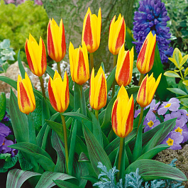 Тюльпан Кауфмана Джузеппе Верди НАБОР 2ШТ (10+10)