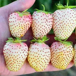 Земляника садовая Белый швед