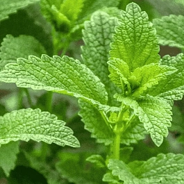 Мелисса лекарственная Relax