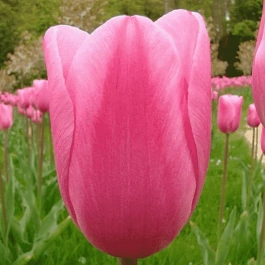 Тюльпан триумф Mistress