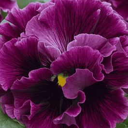 Виола RUFFLES Wine