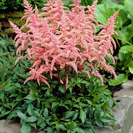 Астильба Арендса Брессингем Бьюти