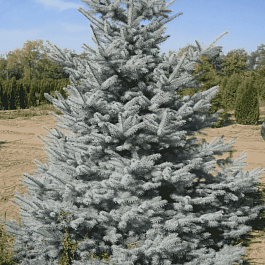 Ель колючая Edith