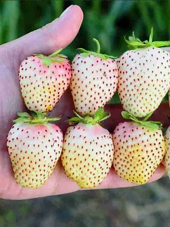 Земляника садовая Белый швед