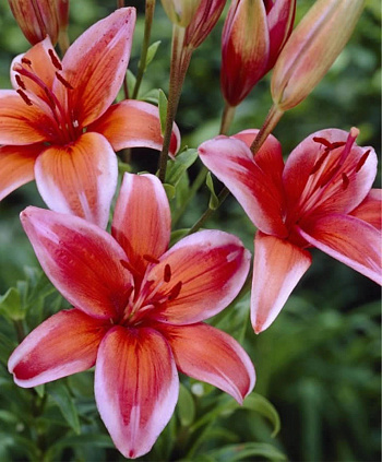 Лилия азиатская Ред Электрик