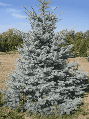 Ель колючая Edith