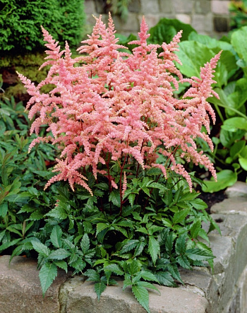 Астильба Арендса Брессингем Бьюти Астильба Арендса Брессингем Бьюти