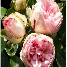 Роза кустовая Charming Piano